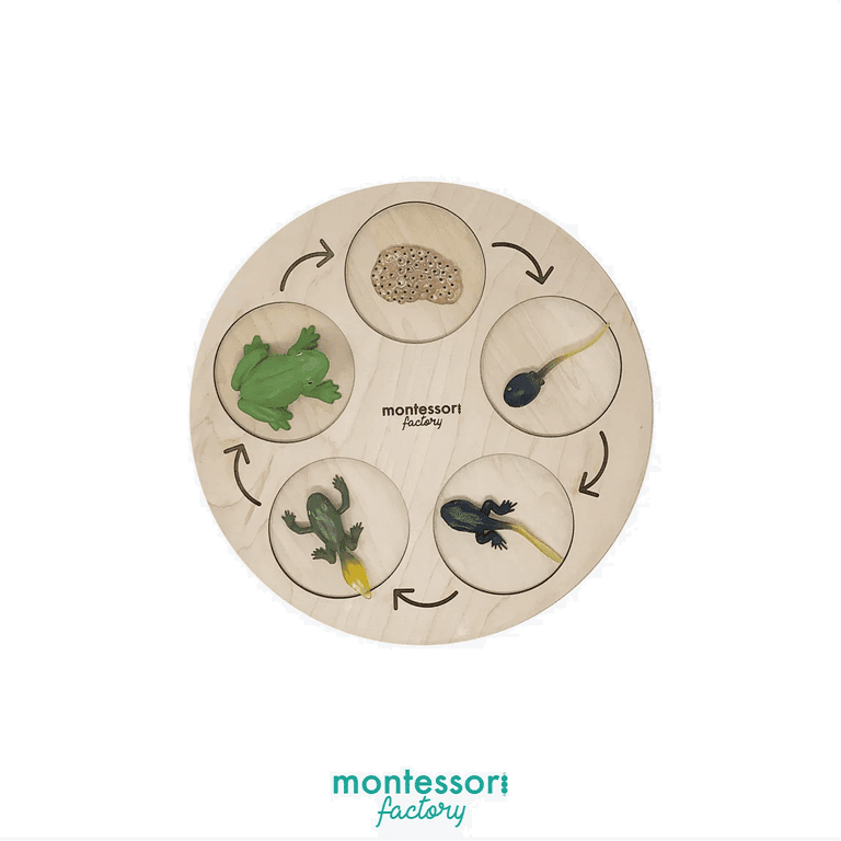 Montessori Montessori Factory Tray Life Cycle of a Frog