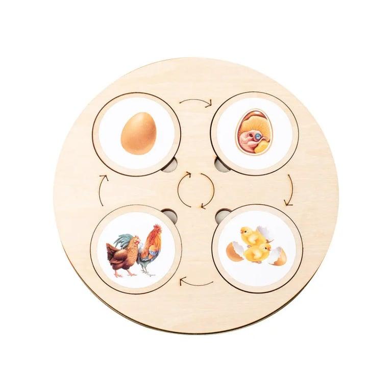 Montessori Seaside-Montessori Life Circle Game