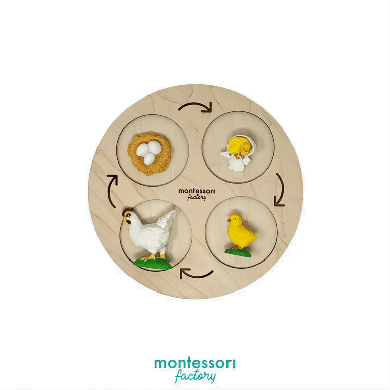 Montessori Montessori Factory 4-Stage Tray Life Cycle of a Chicken Hen